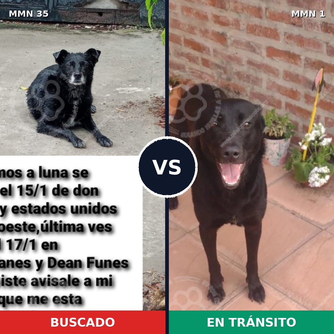 Comparativa MMS 1574: mascota perdida y mascota encontrada, 64% de similitud