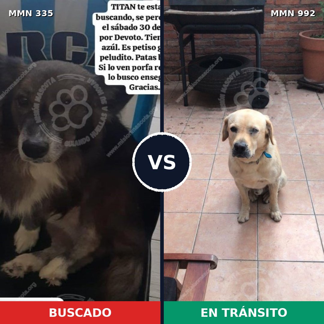 Comparativa MMS 15740: mascota perdida y mascota encontrada, 40% de similitud