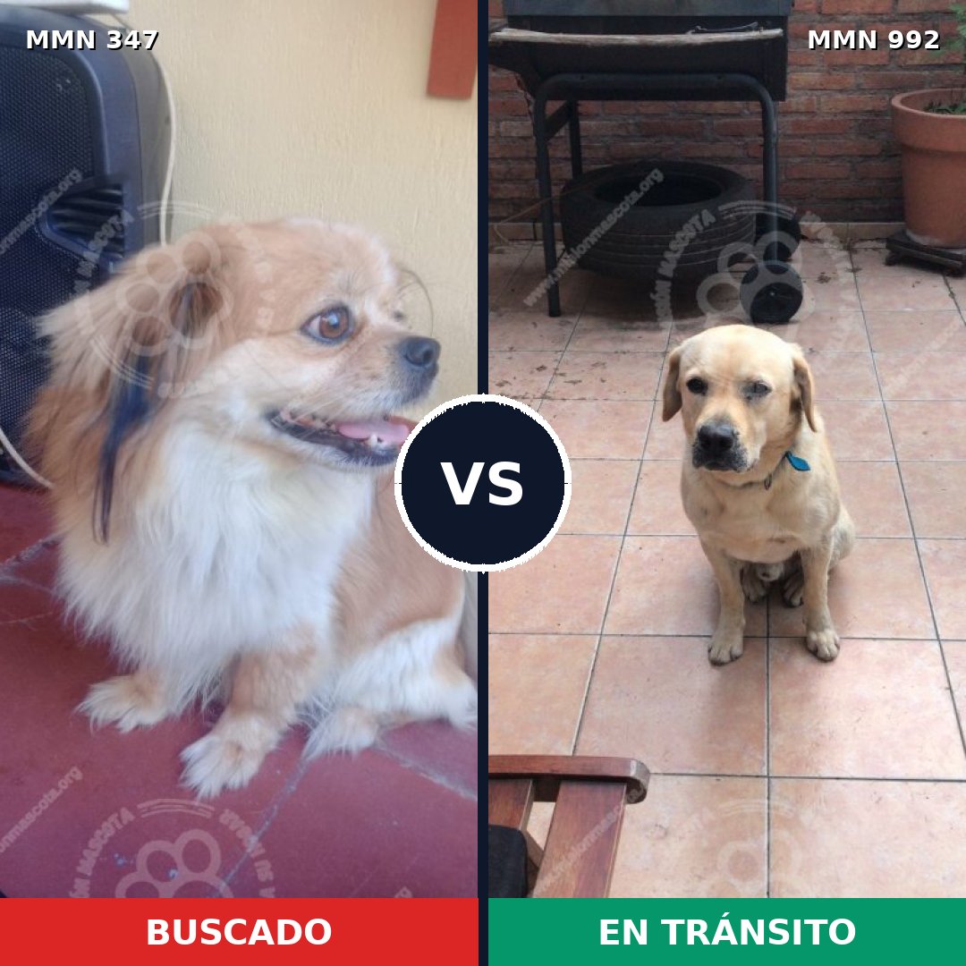 Comparativa MMS 15741: mascota perdida y mascota encontrada, 25% de similitud