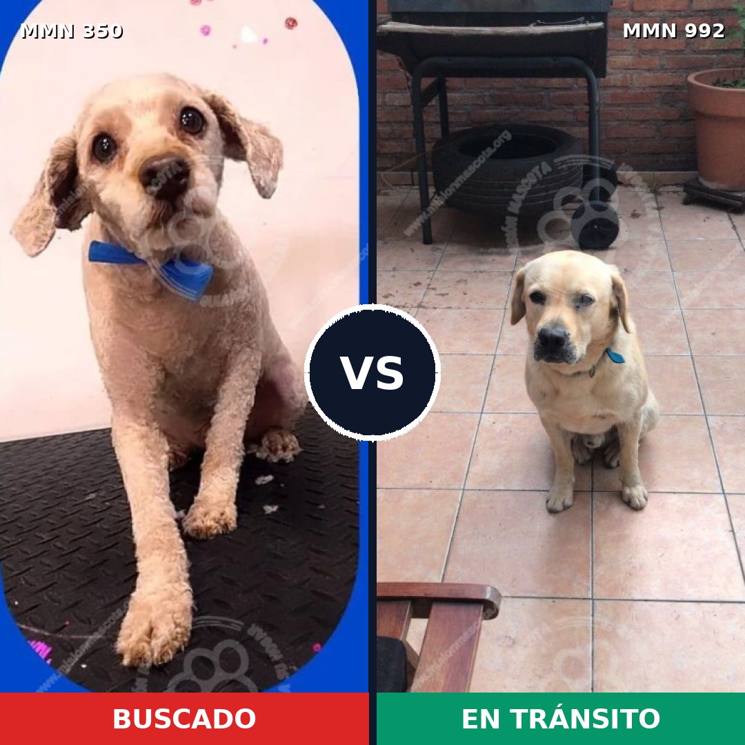 Comparativa MMS 15742: mascota perdida y mascota encontrada, 42% de similitud