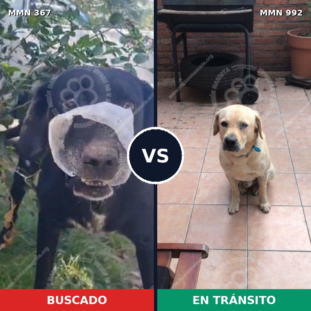 Comparativa MMS 15746: mascota perdida y mascota encontrada, 42% de similitud