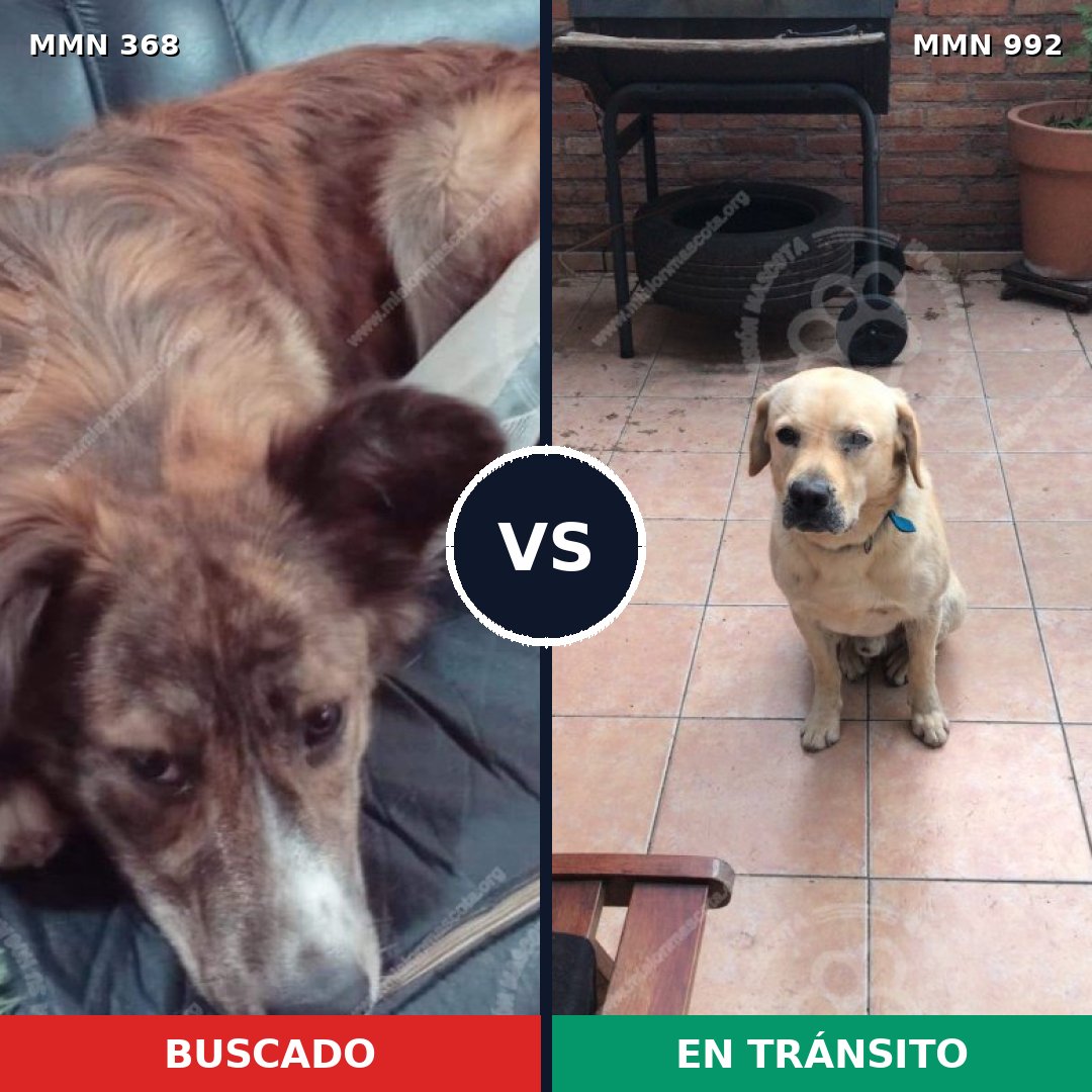 Comparativa MMS 15747: mascota perdida y mascota encontrada, 39% de similitud
