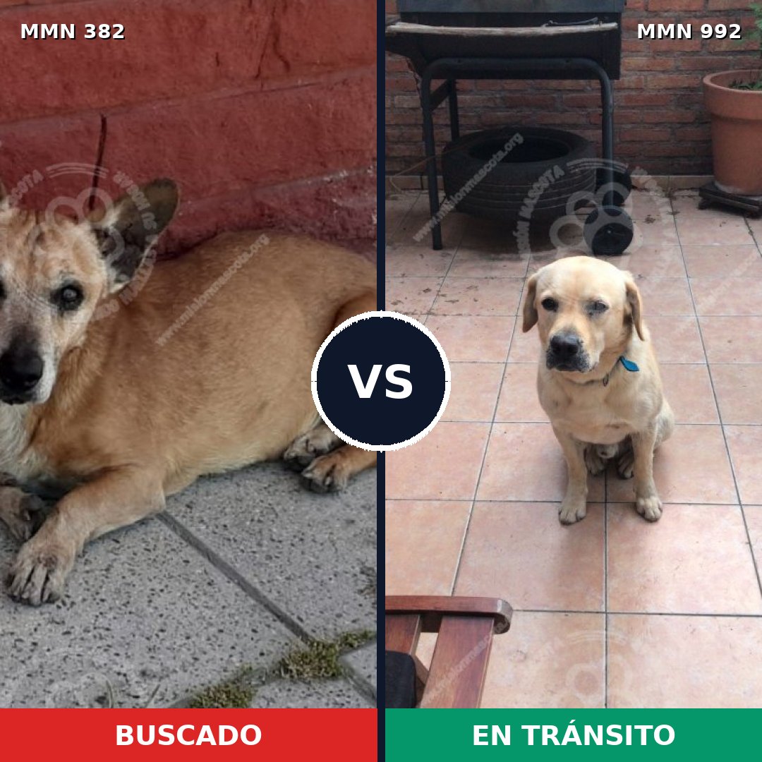 Comparativa MMS 15748: mascota perdida y mascota encontrada, 44% de similitud