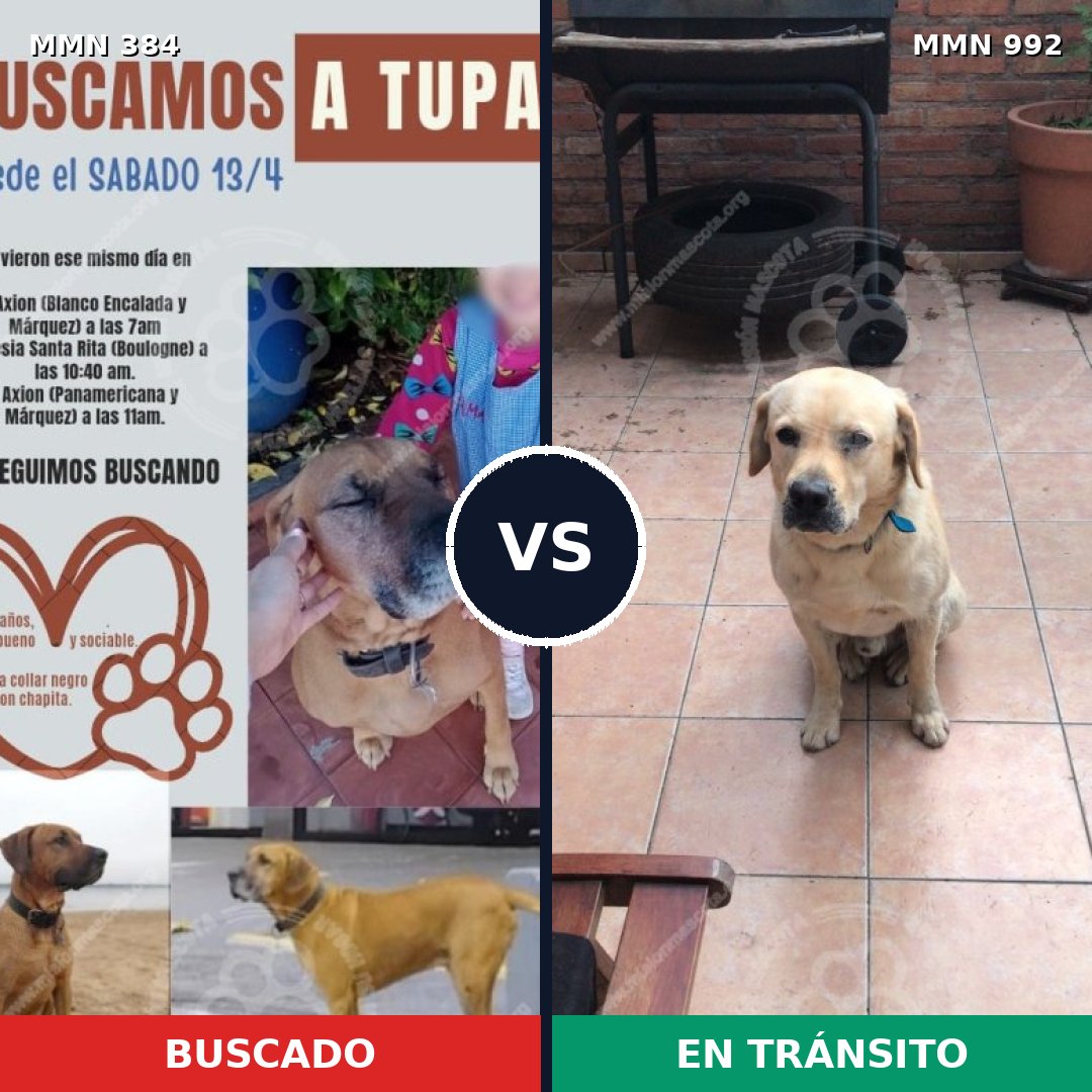 Comparativa MMS 15749: mascota perdida y mascota encontrada, 17% de similitud