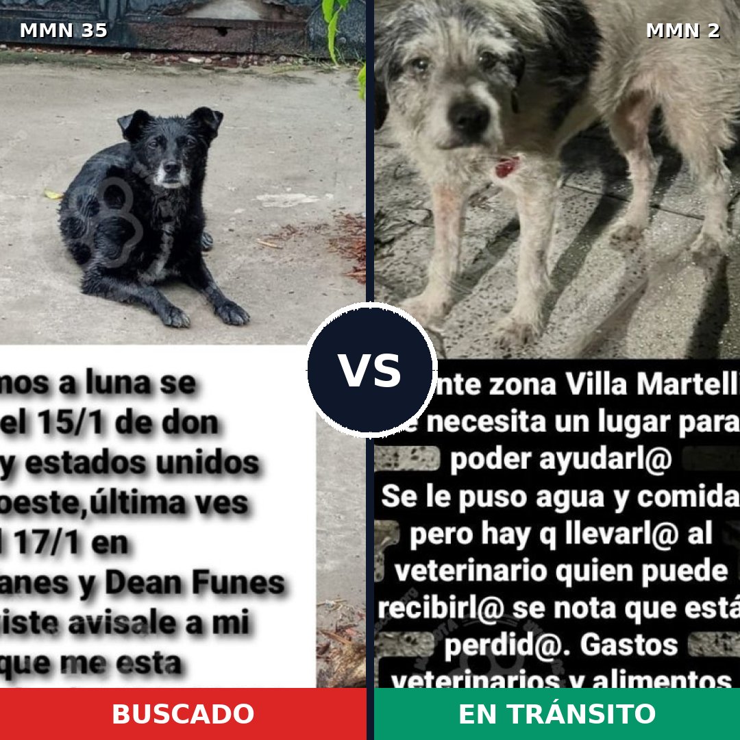 Comparativa MMS 1575: mascota perdida y mascota encontrada, 67% de similitud