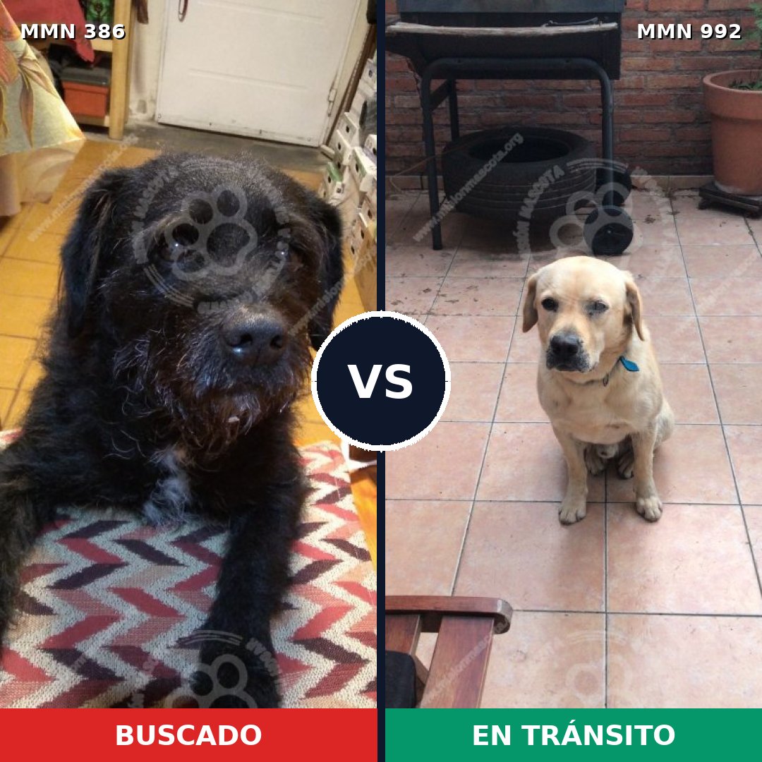 Comparativa MMS 15750: mascota perdida y mascota encontrada, 41% de similitud