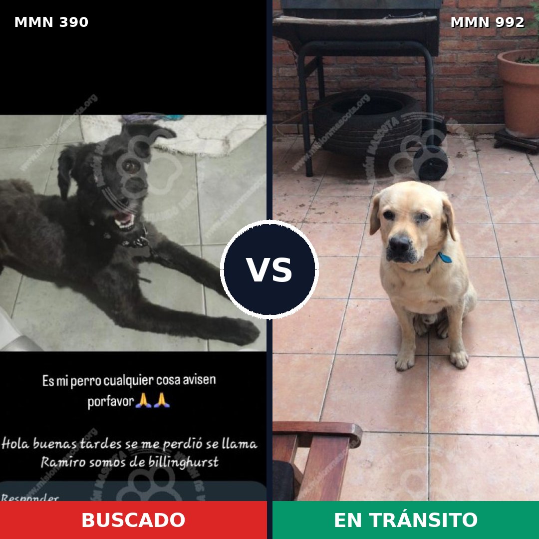 Comparativa MMS 15751: mascota perdida y mascota encontrada, 47% de similitud