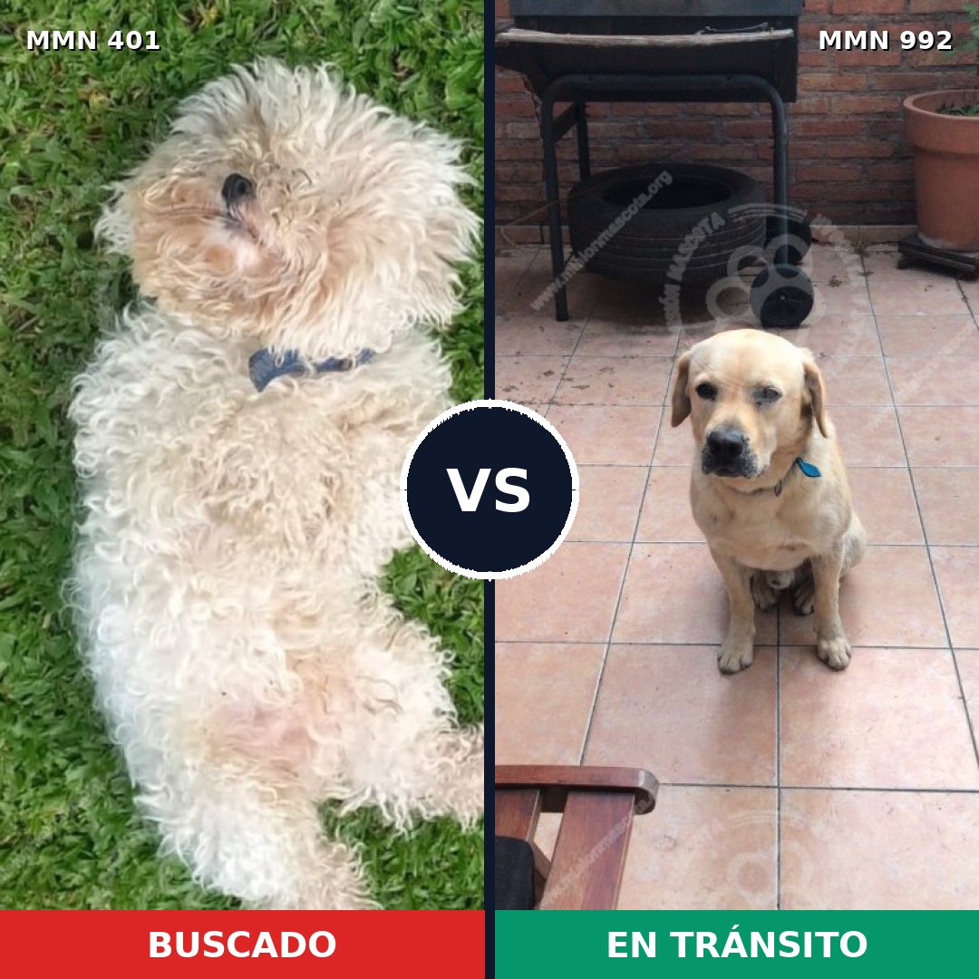 Comparativa MMS 15752: mascota perdida y mascota encontrada, 36% de similitud