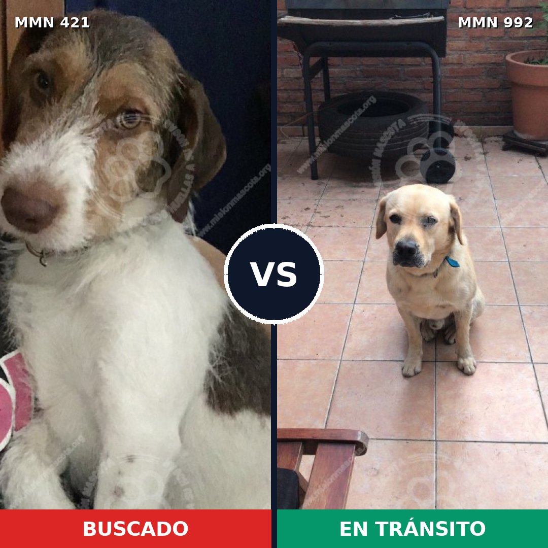 Comparativa MMS 15755: mascota perdida y mascota encontrada, 47% de similitud