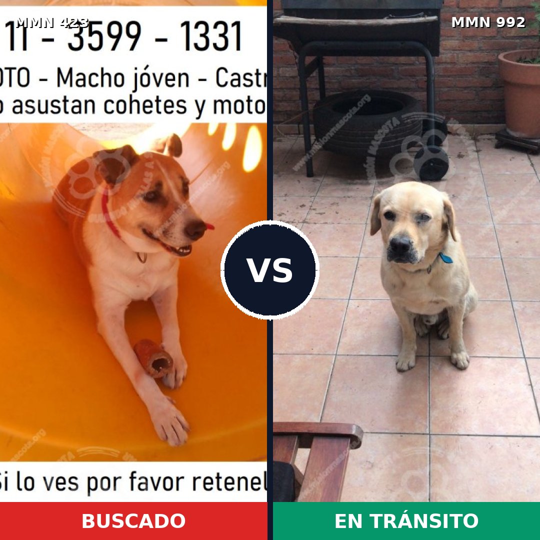 Comparativa MMS 15756: mascota perdida y mascota encontrada, 46% de similitud