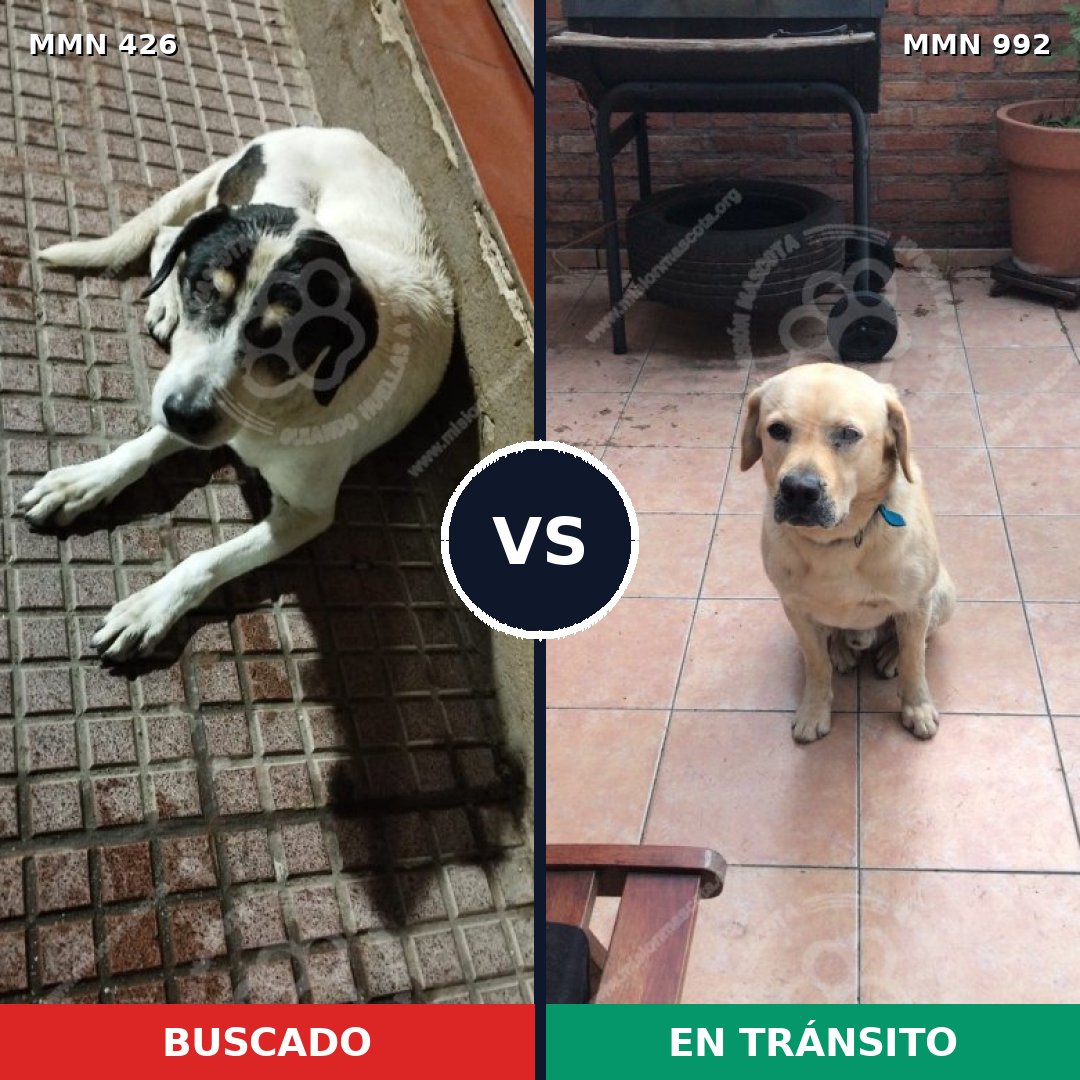Comparativa MMS 15757: mascota perdida y mascota encontrada, 44% de similitud