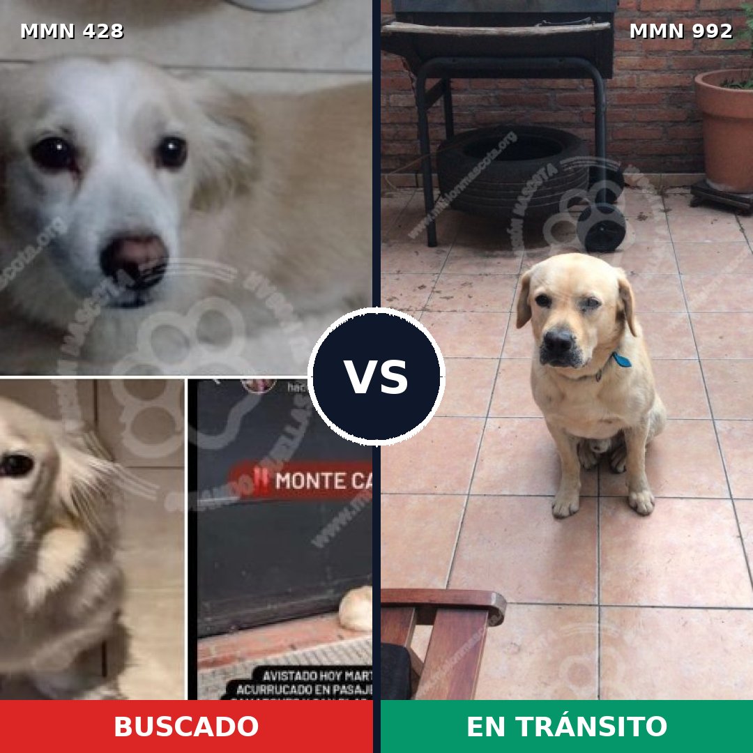 Comparativa MMS 15758: mascota perdida y mascota encontrada, 47% de similitud