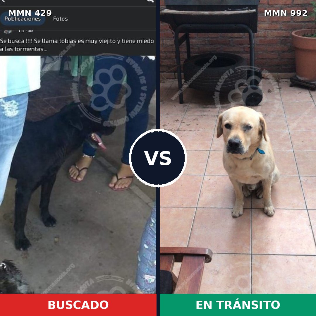 Comparativa MMS 15759: mascota perdida y mascota encontrada, 38% de similitud