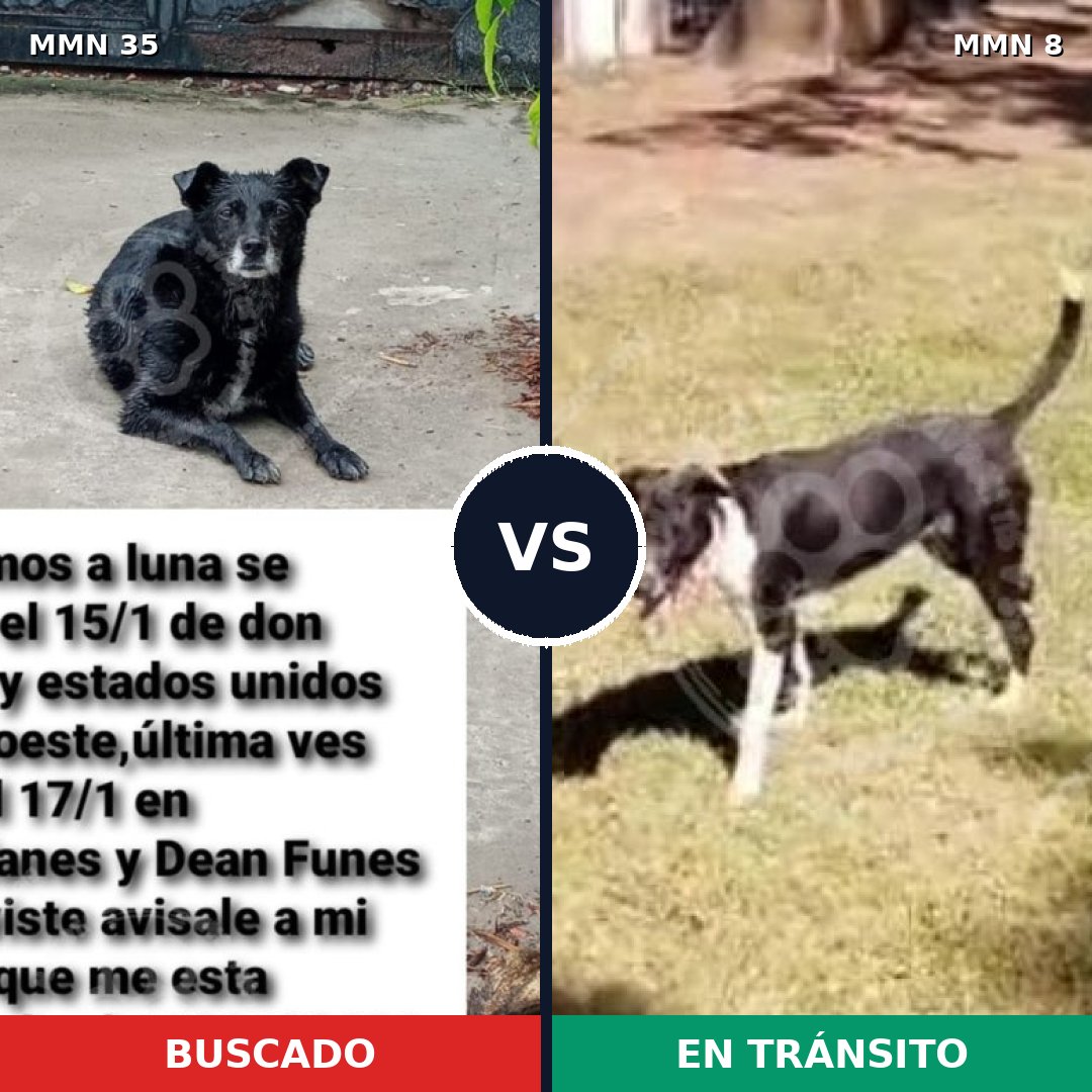 Comparativa MMS 1576: mascota perdida y mascota encontrada, 76% de similitud