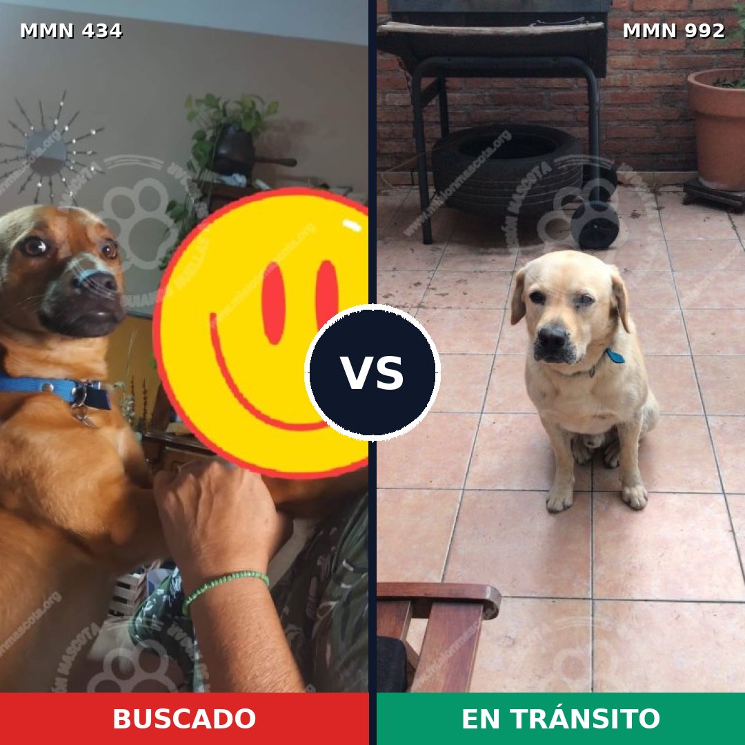 Comparativa MMS 15760: mascota perdida y mascota encontrada, 41% de similitud