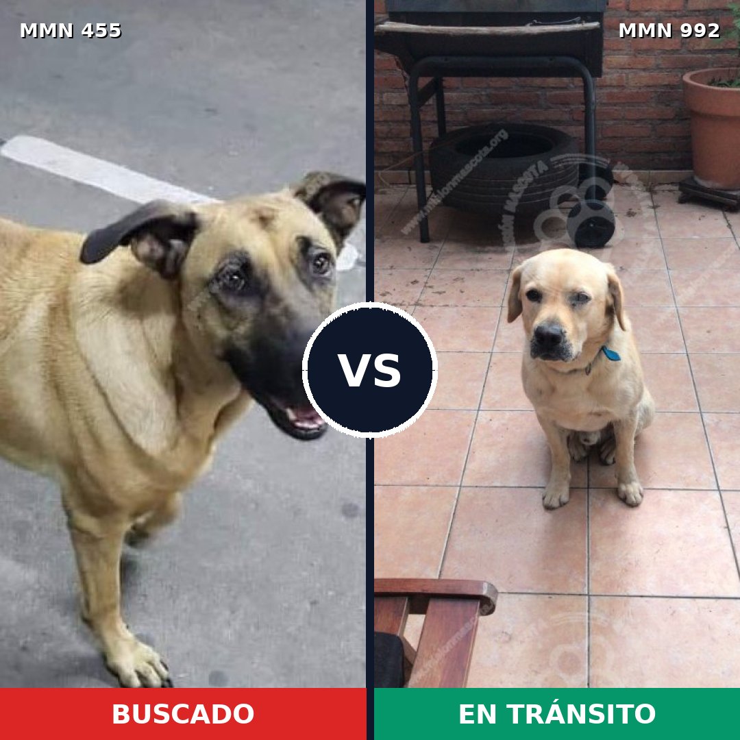 Comparativa MMS 15762: mascota perdida y mascota encontrada, 47% de similitud