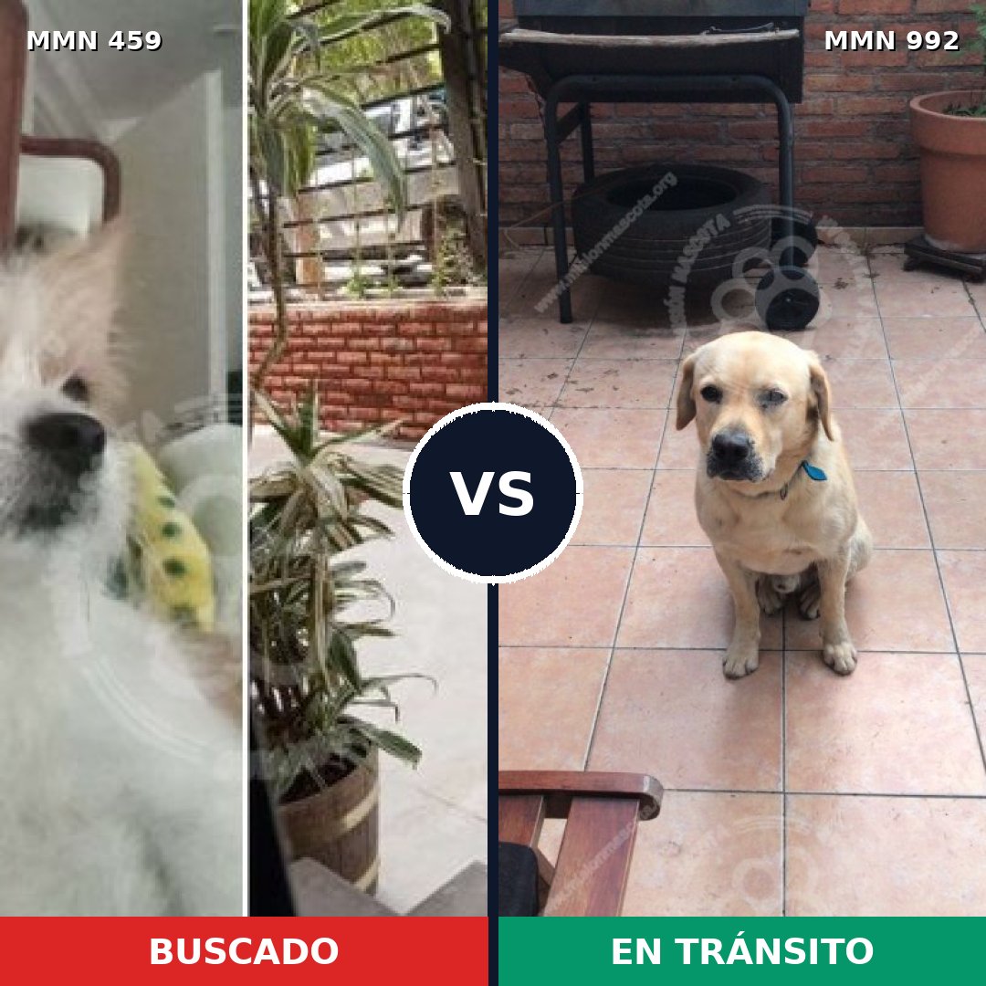 Comparativa MMS 15764: mascota perdida y mascota encontrada, 25% de similitud