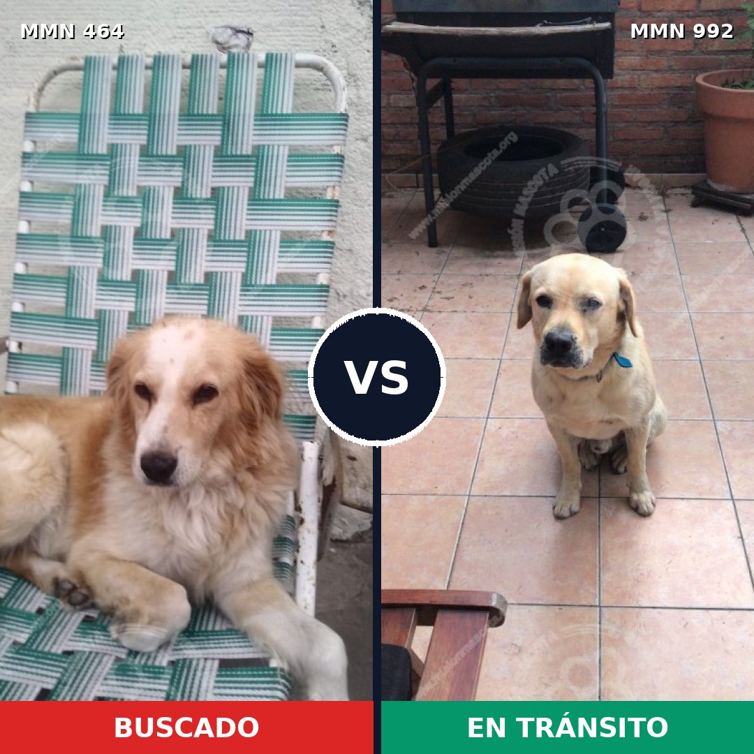Comparativa MMS 15766: mascota perdida y mascota encontrada, 49% de similitud