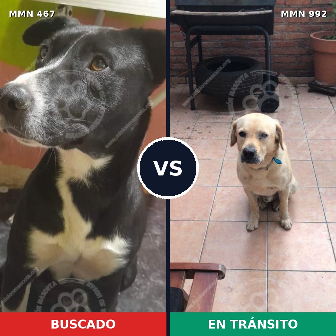 Comparativa MMS 15767: mascota perdida y mascota encontrada, 43% de similitud