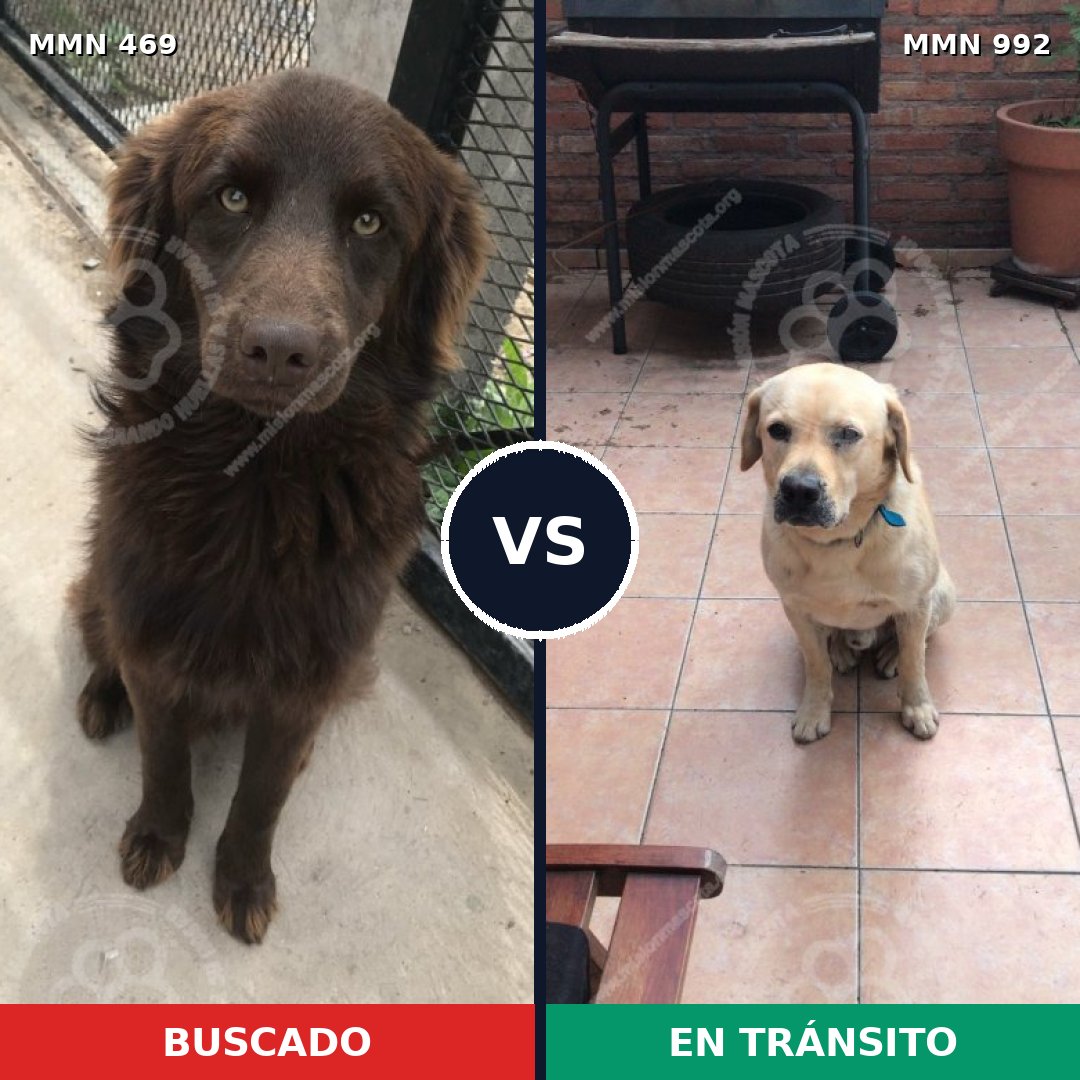 Comparativa MMS 15768: mascota perdida y mascota encontrada, 39% de similitud