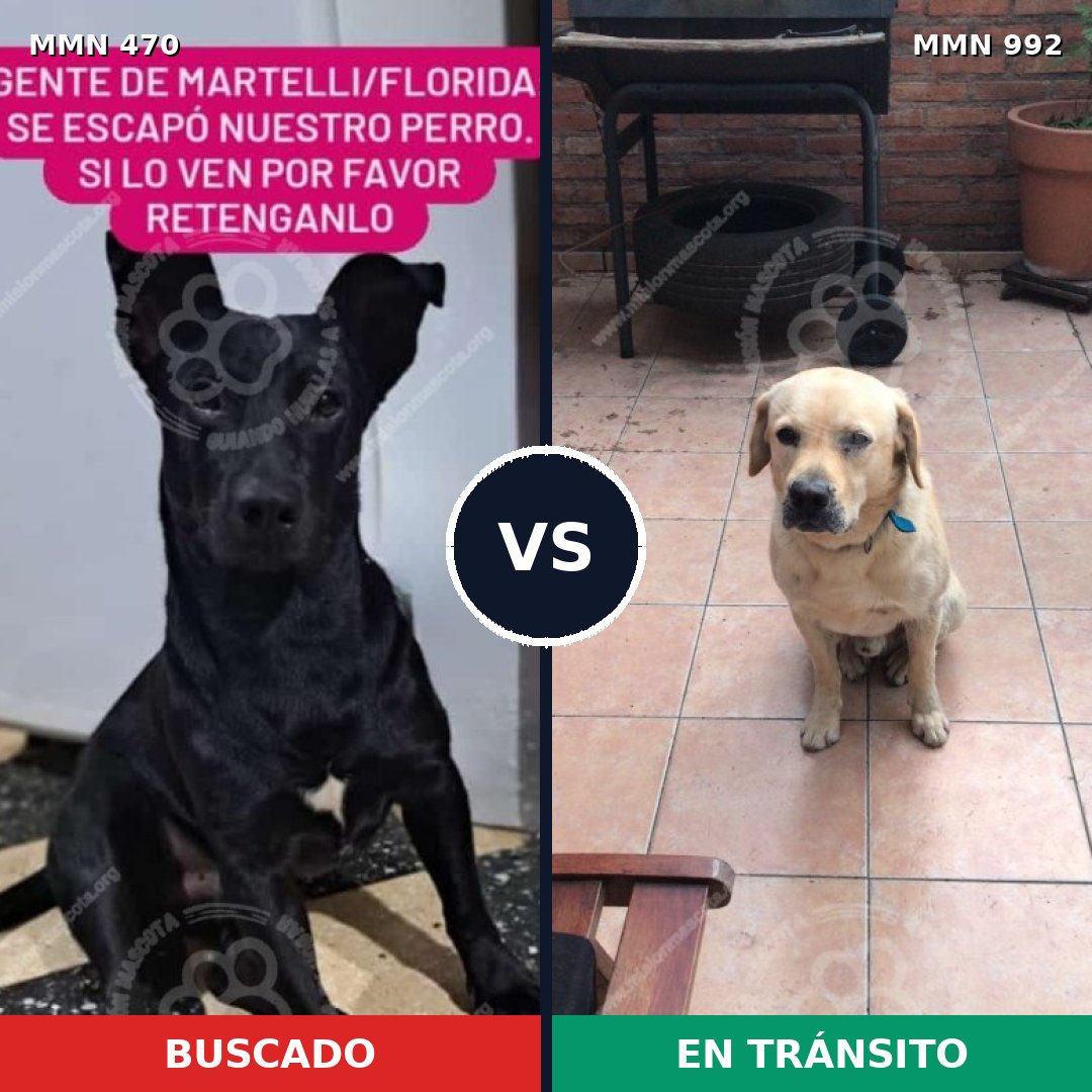 Comparativa MMS 15769: mascota perdida y mascota encontrada, 43% de similitud