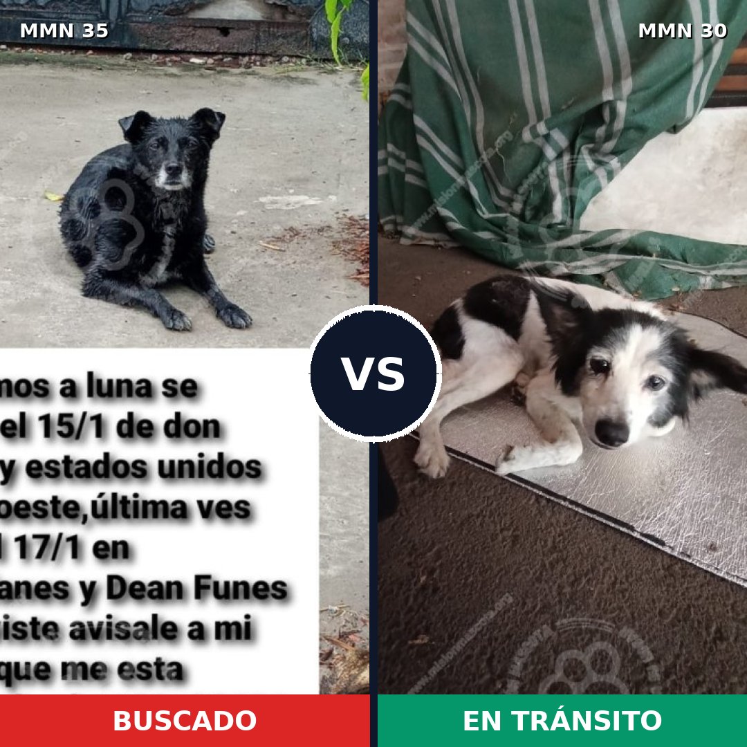 Comparativa MMS 1577: mascota perdida y mascota encontrada, 67% de similitud