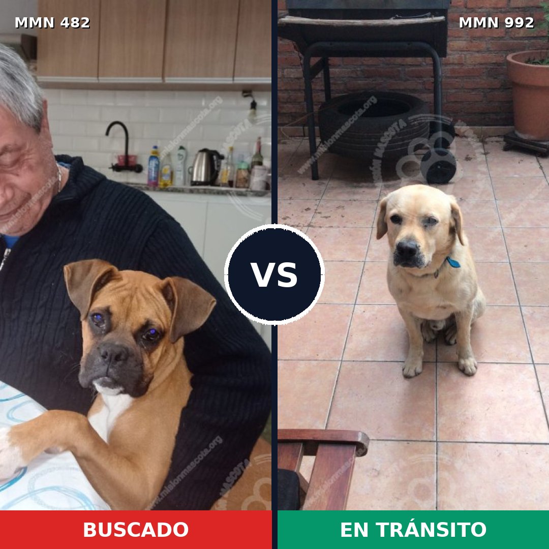 Comparativa MMS 15773: mascota perdida y mascota encontrada, 34% de similitud