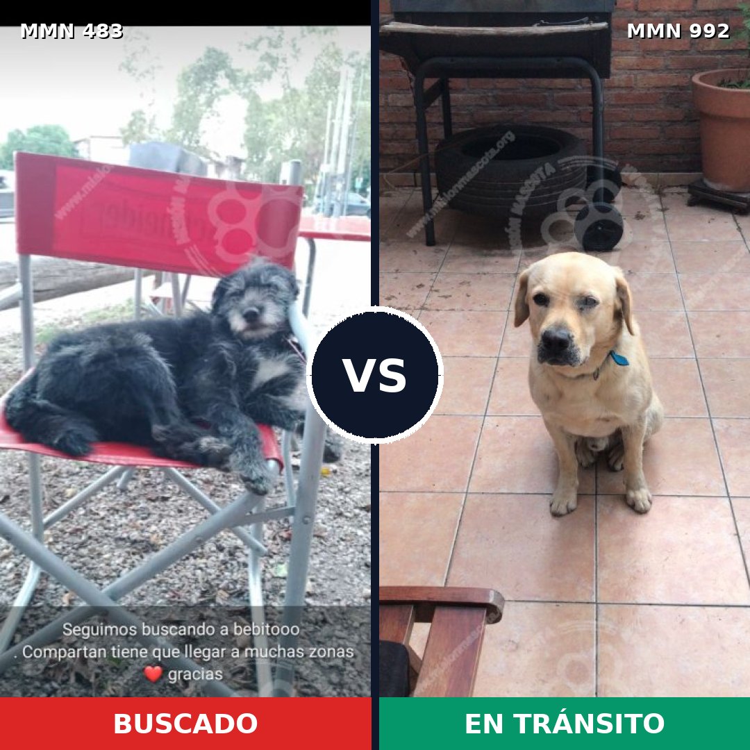 Comparativa MMS 15774: mascota perdida y mascota encontrada, 42% de similitud