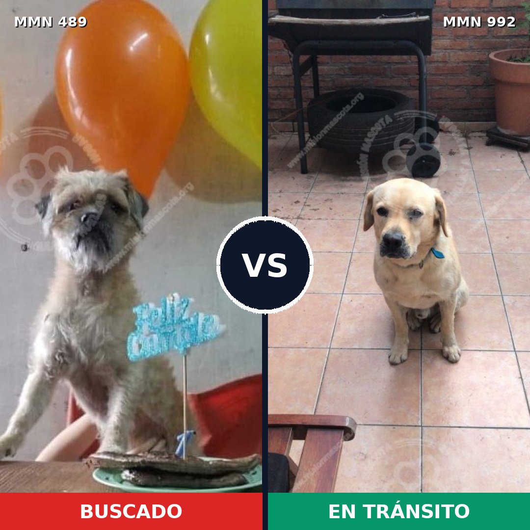 Comparativa MMS 15775: mascota perdida y mascota encontrada, 52% de similitud
