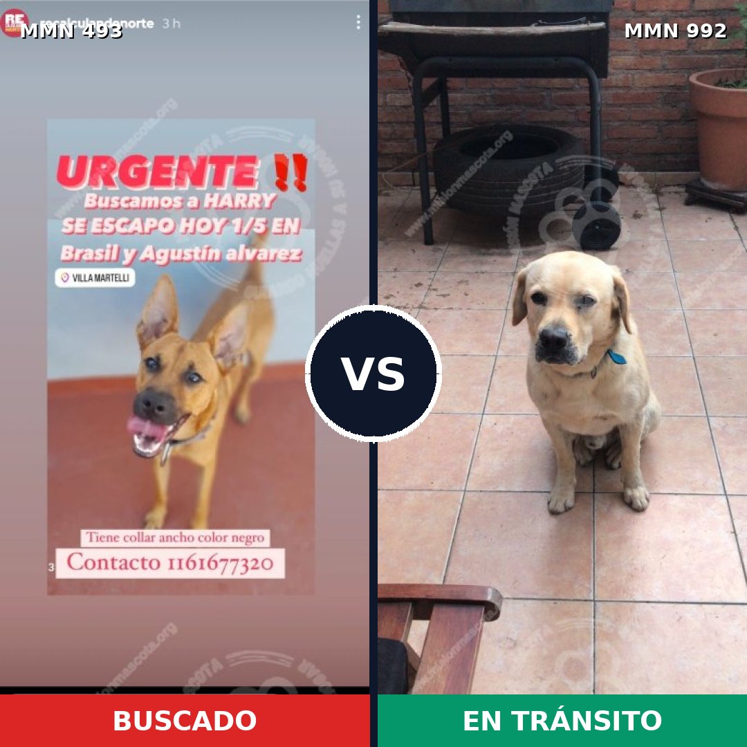 Comparativa MMS 15777: mascota perdida y mascota encontrada, 53% de similitud