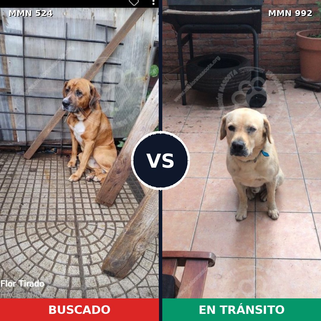 Comparativa MMS 15778: mascota perdida y mascota encontrada, 34% de similitud