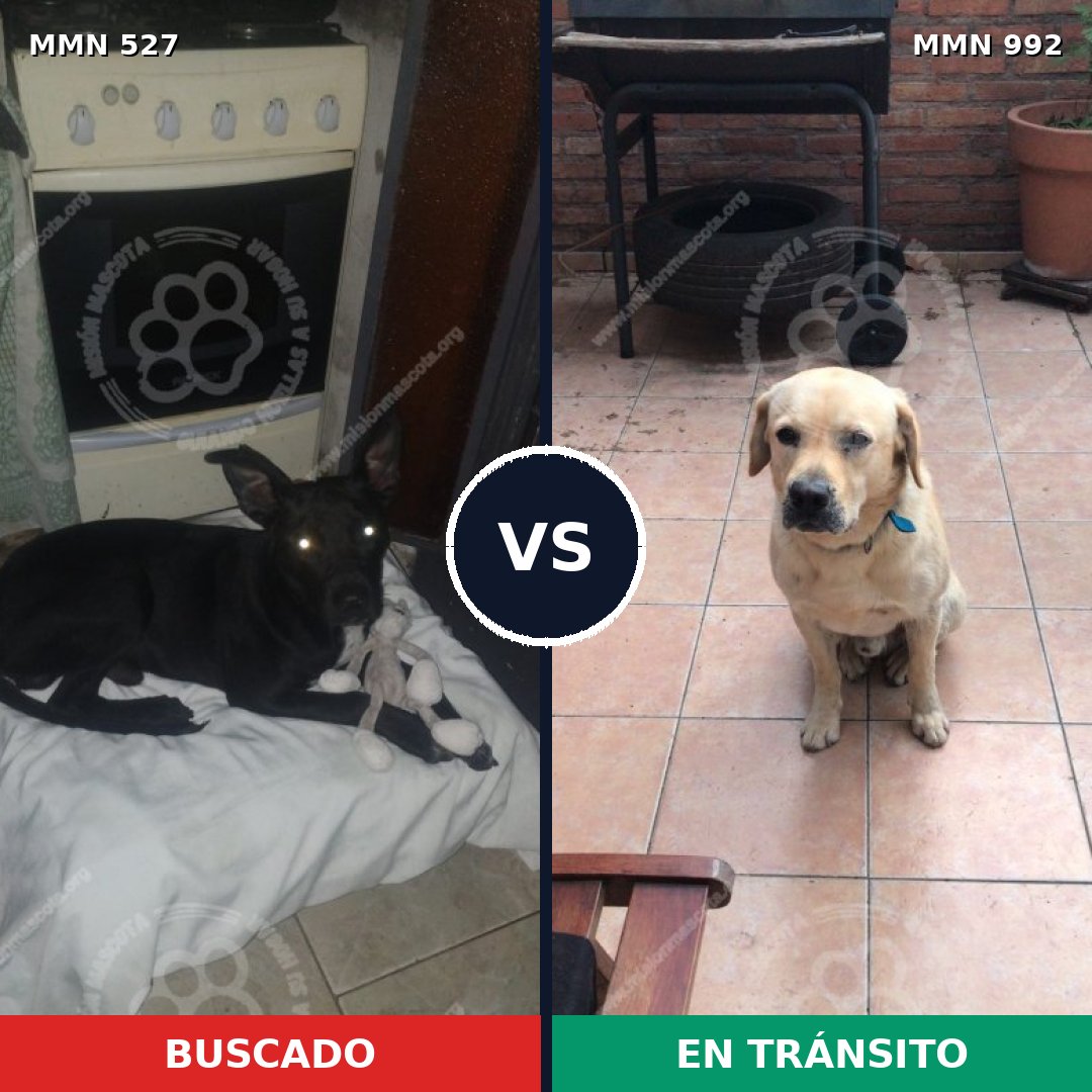 Comparativa MMS 15779: mascota perdida y mascota encontrada, 42% de similitud