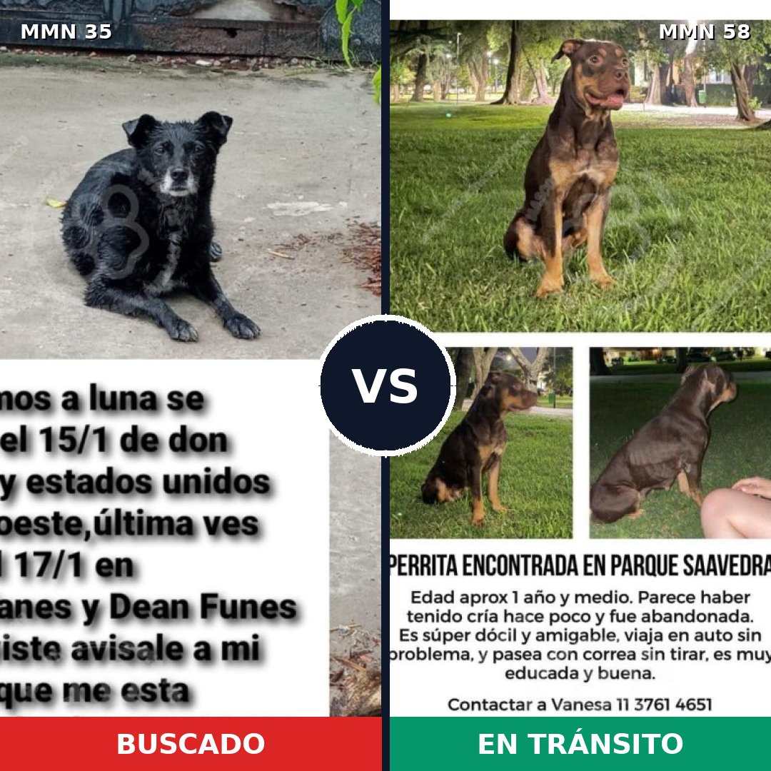 Comparativa MMS 1578: mascota perdida y mascota encontrada, 55% de similitud