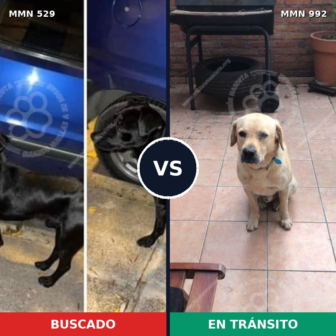 Comparativa MMS 15780: mascota perdida y mascota encontrada, 41% de similitud