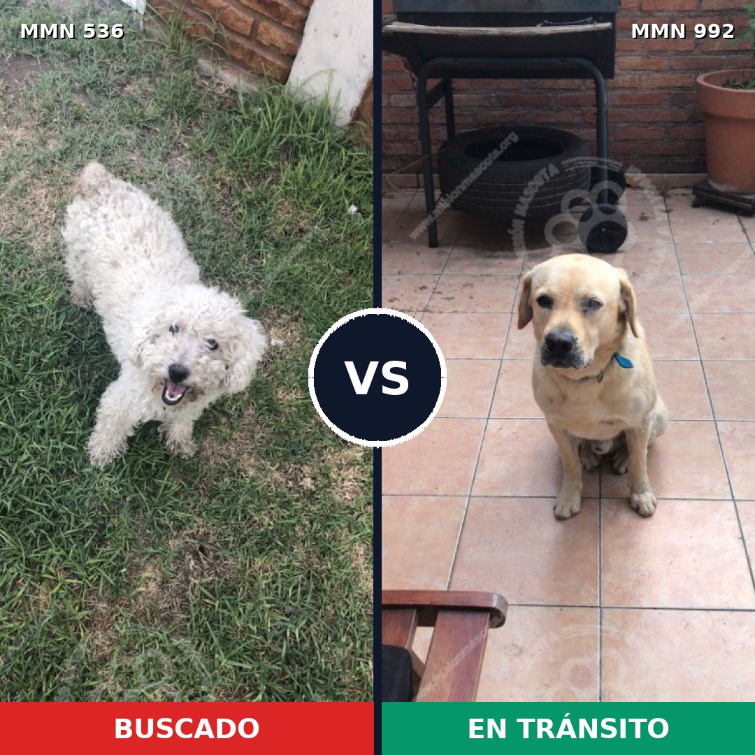 Comparativa MMS 15783: mascota perdida y mascota encontrada, 31% de similitud