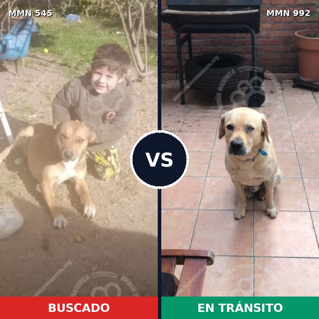 Comparativa MMS 15784: mascota perdida y mascota encontrada, 47% de similitud