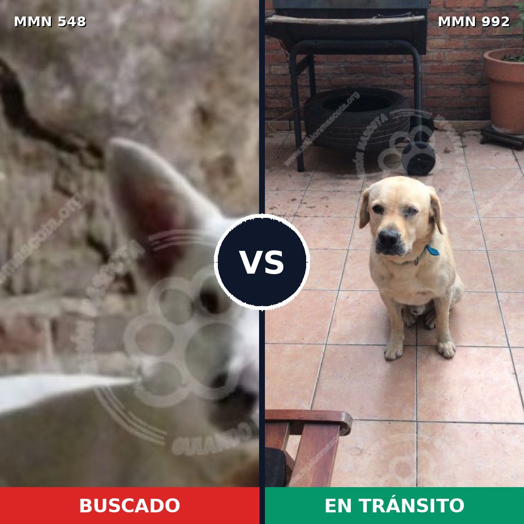 Comparativa MMS 15785: mascota perdida y mascota encontrada, 34% de similitud