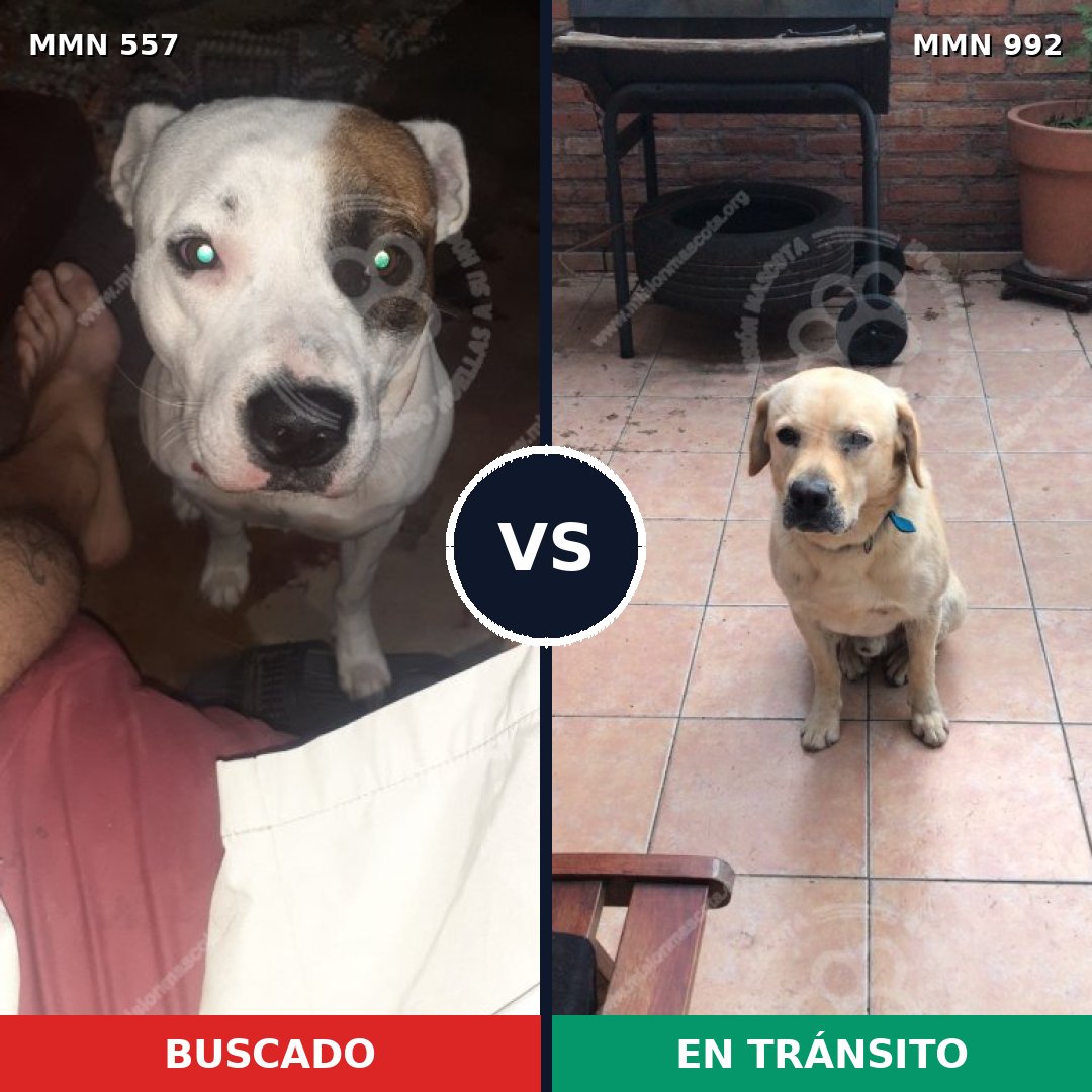 Comparativa MMS 15786: mascota perdida y mascota encontrada, 46% de similitud