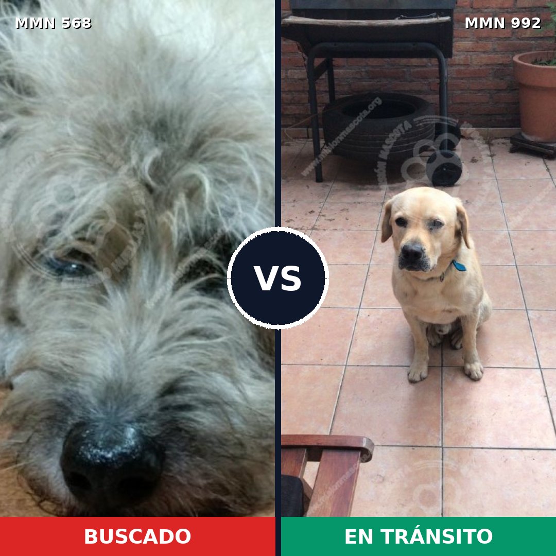 Comparativa MMS 15787: mascota perdida y mascota encontrada, 52% de similitud