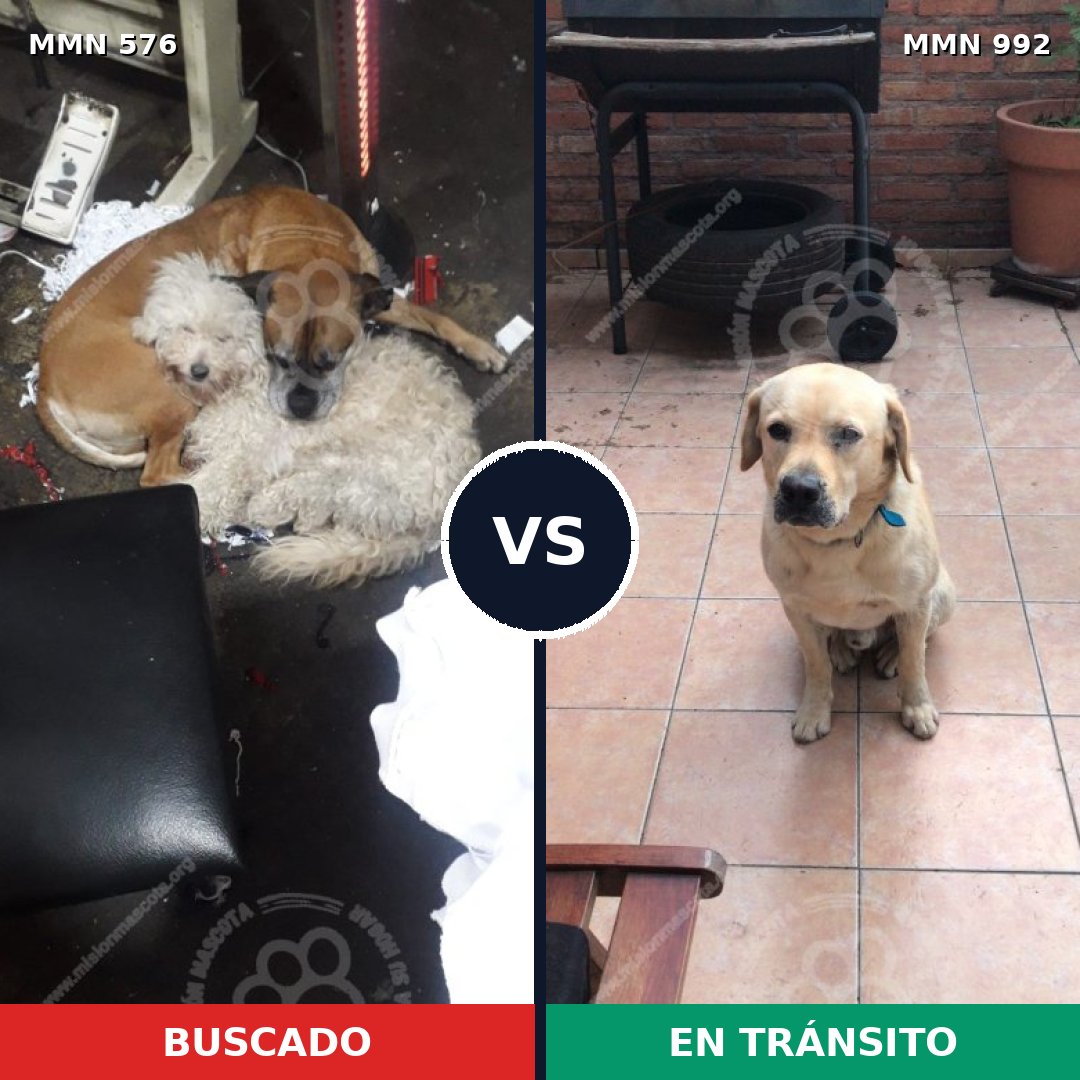 Comparativa MMS 15789: mascota perdida y mascota encontrada, 34% de similitud