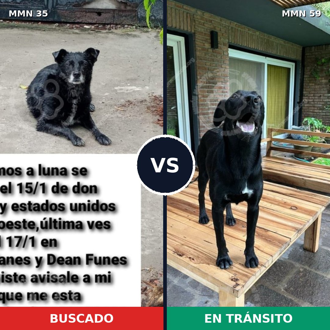 Comparativa MMS 1579: mascota perdida y mascota encontrada, 79% de similitud
