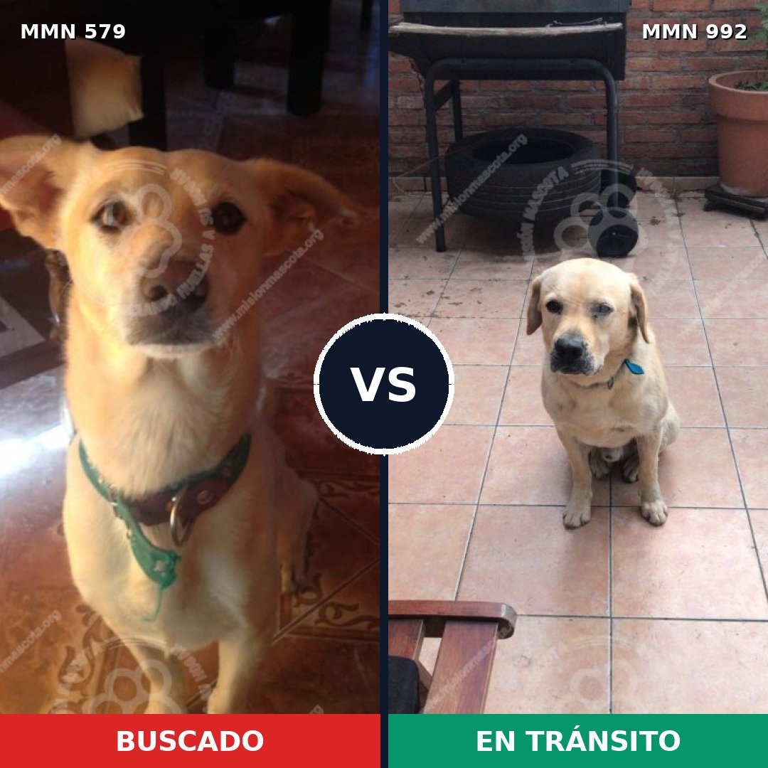 Comparativa MMS 15790: mascota perdida y mascota encontrada, 43% de similitud
