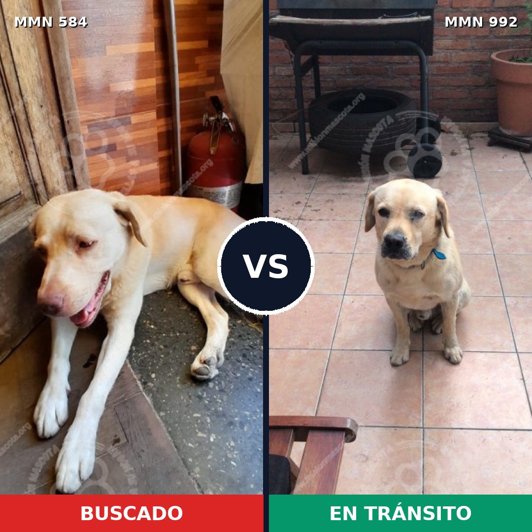 Comparativa MMS 15791: mascota perdida y mascota encontrada, 52% de similitud