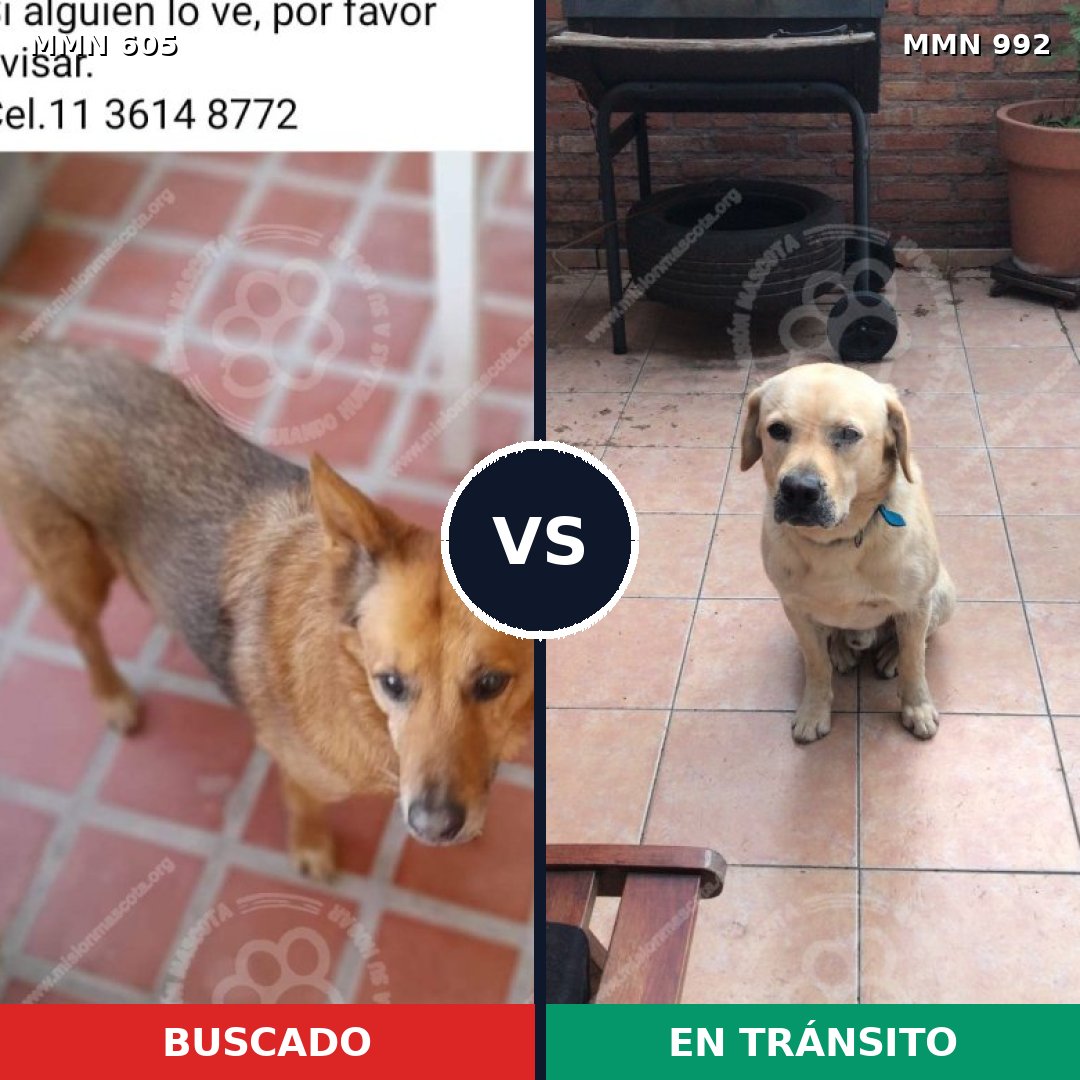 Comparativa MMS 15793: mascota perdida y mascota encontrada, 42% de similitud