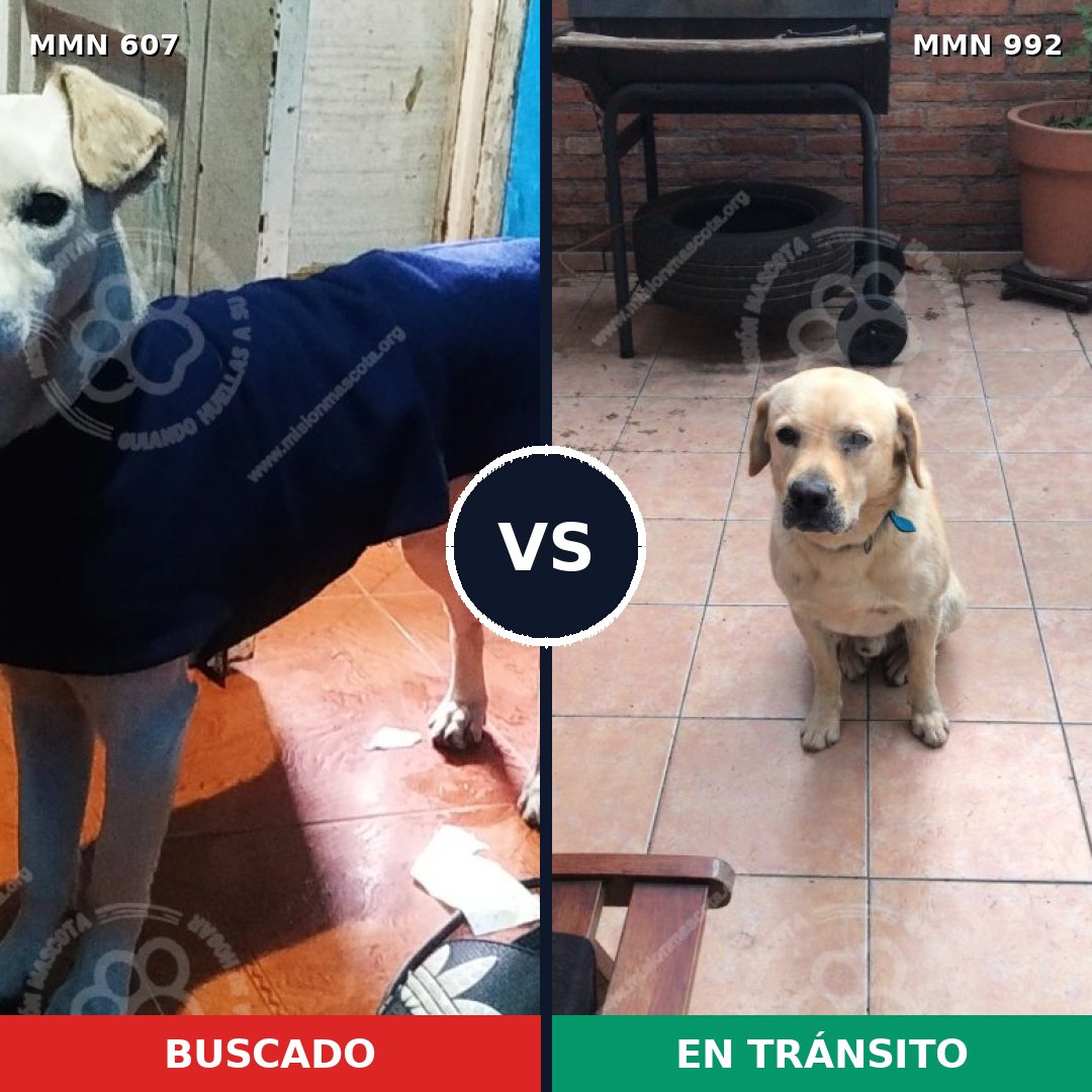 Comparativa MMS 15794: mascota perdida y mascota encontrada, 53% de similitud