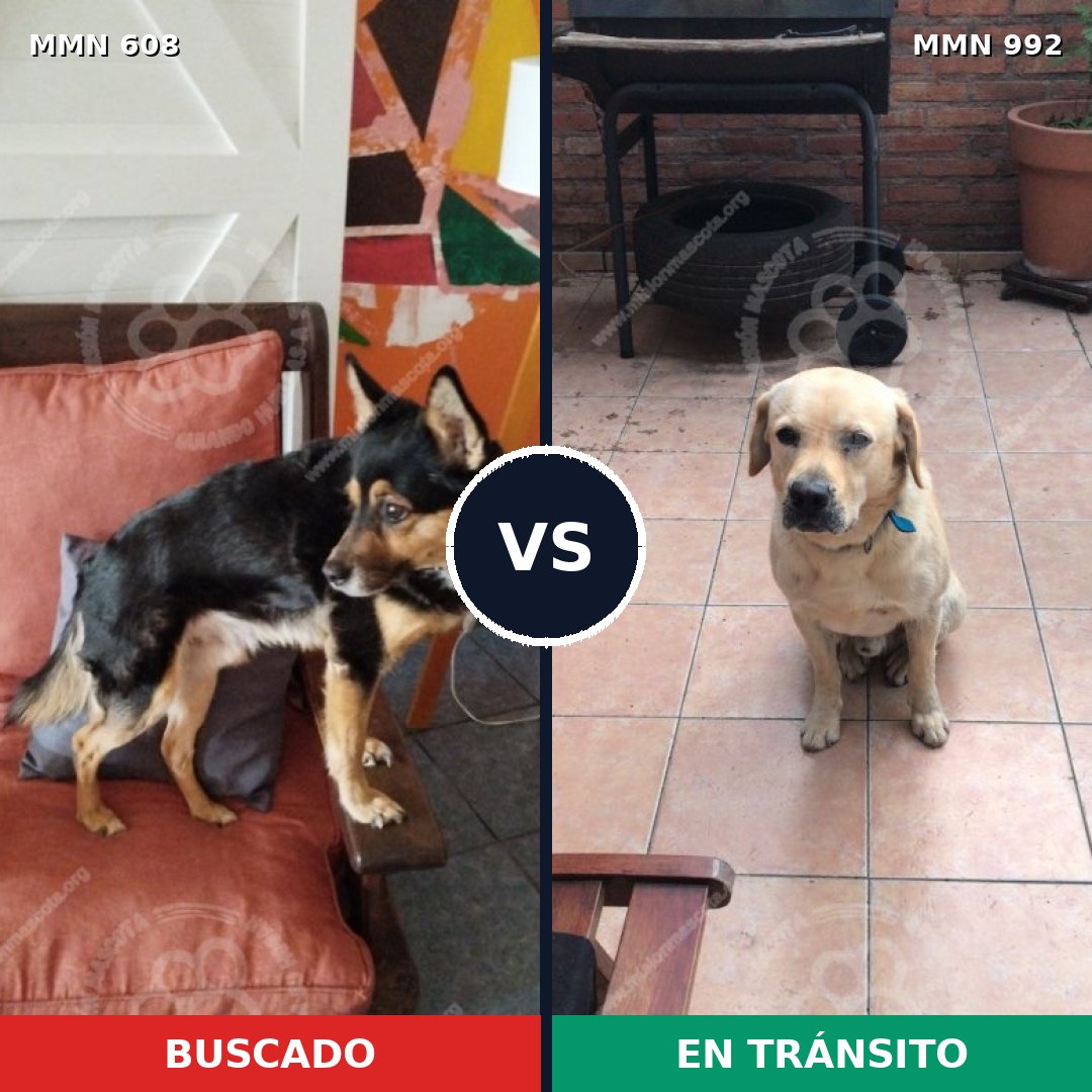 Comparativa MMS 15795: mascota perdida y mascota encontrada, 46% de similitud
