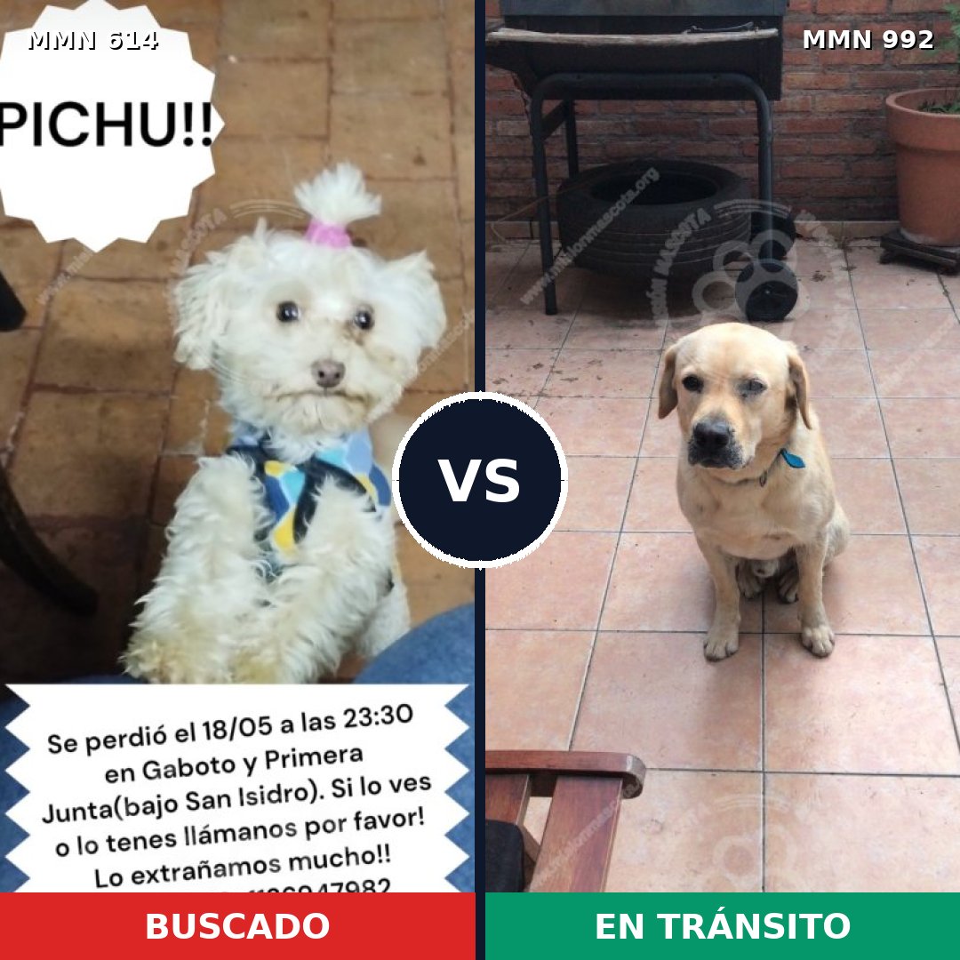 Comparativa MMS 15797: mascota perdida y mascota encontrada, 27% de similitud