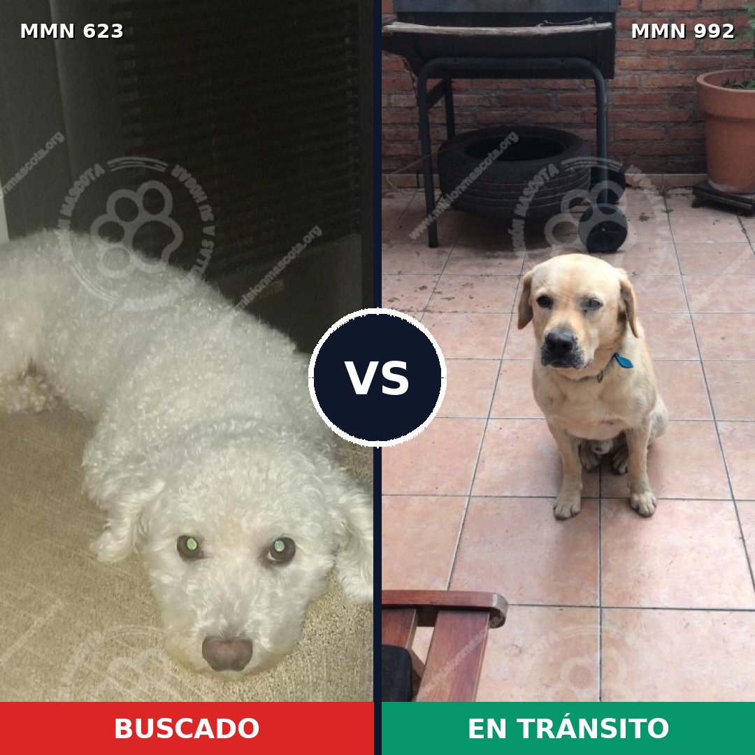 Comparativa MMS 15798: mascota perdida y mascota encontrada, 11% de similitud