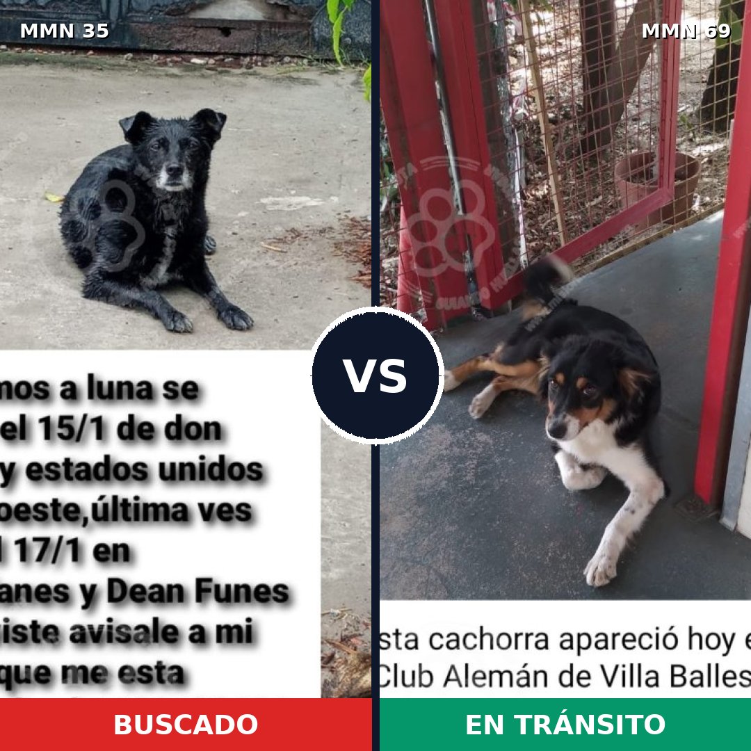 Comparativa MMS 1580: mascota perdida y mascota encontrada, 76% de similitud
