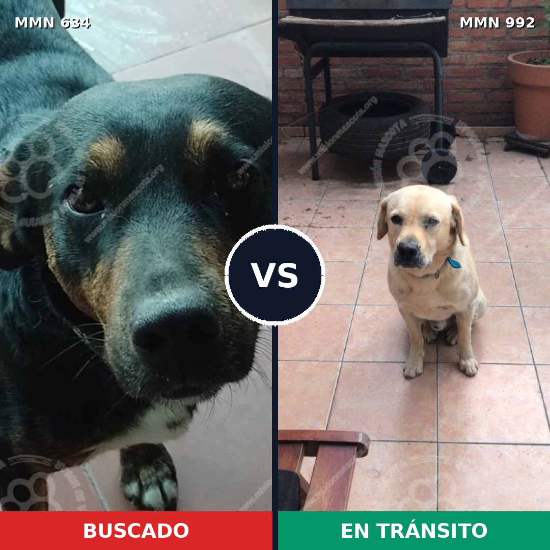 Comparativa MMS 15800: mascota perdida y mascota encontrada, 40% de similitud